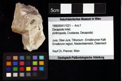 Foto (Objket + Etiketten) von Decapoda indet. 